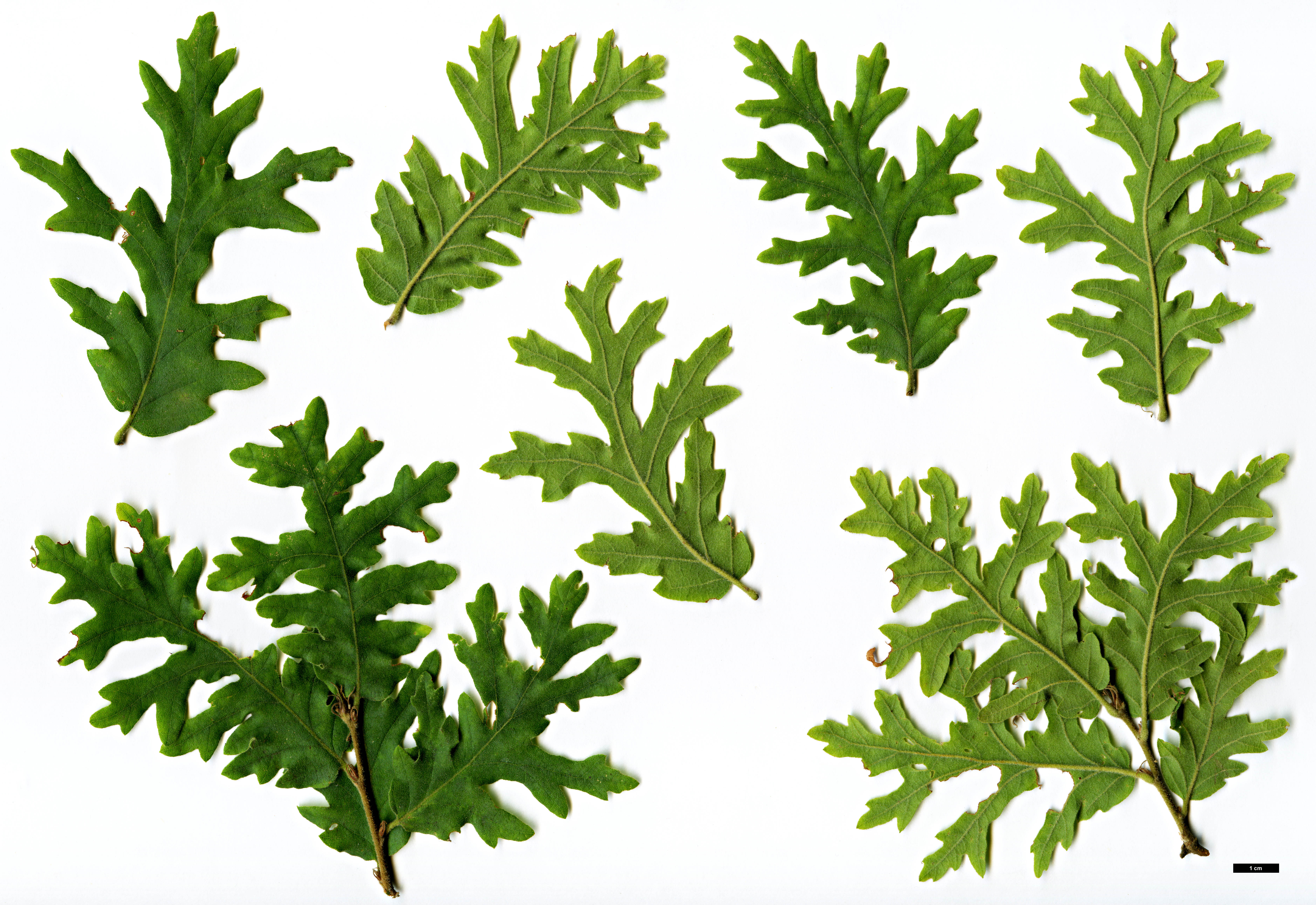 High resolution image: Family: Fagaceae - Genus: Quercus - Taxon: cerris - SpeciesSub: 'Afyon Lace'